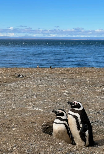 Punta Arenas